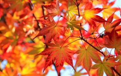 The Art of Paying Attention